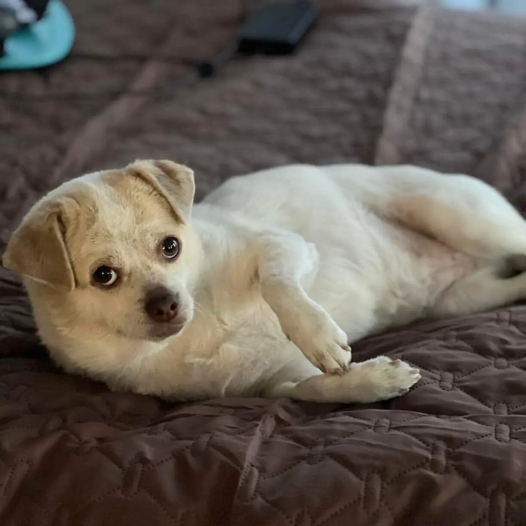 Water-Resistant Furniture and Bed Blanket OnePaw Dog Company