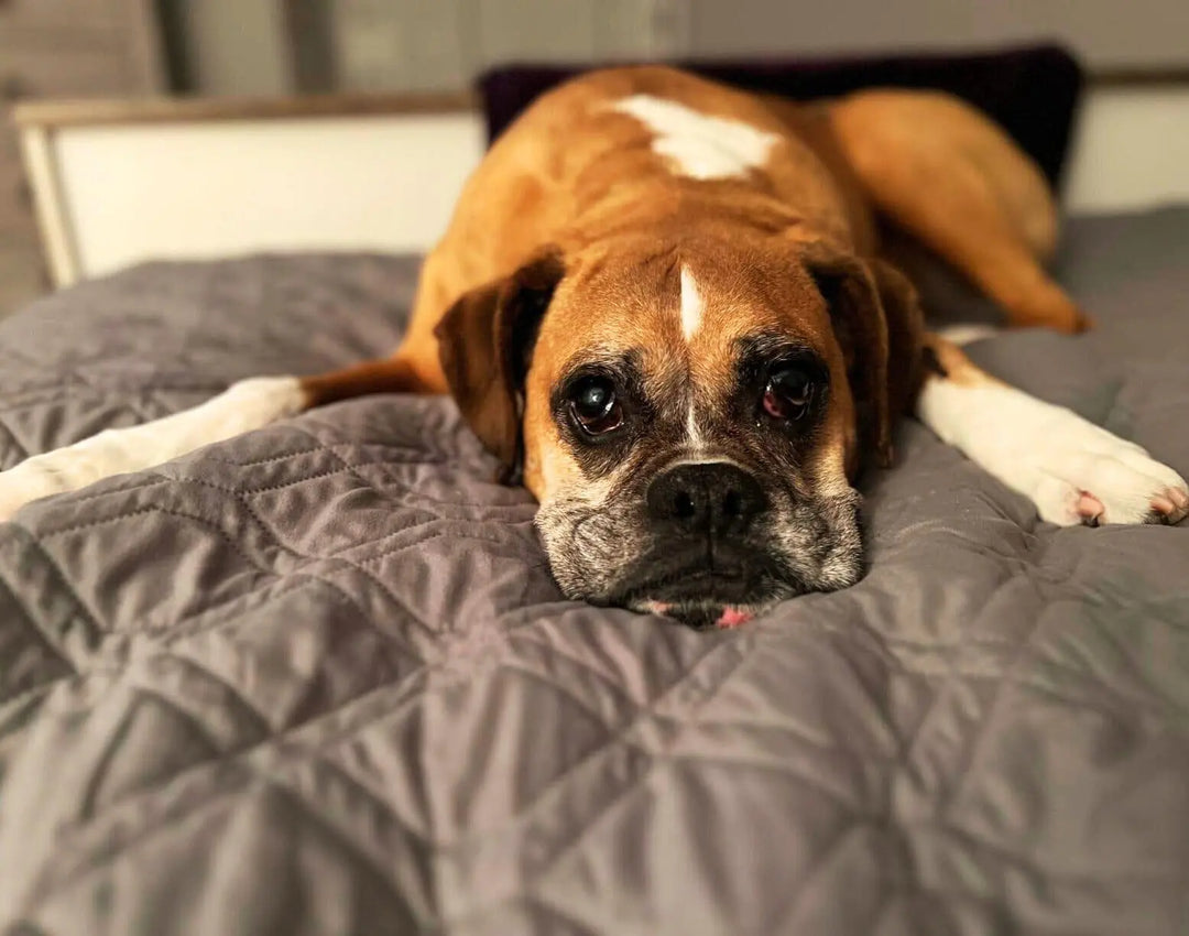 Water-Resistant Furniture and Bed Blanket OnePaw Dog Company