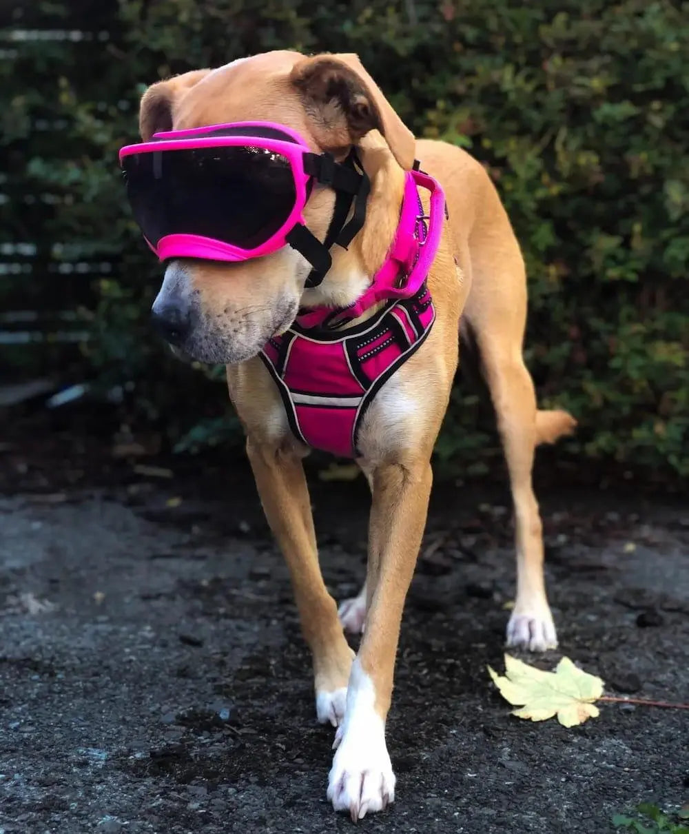 Anti UV Shatterproof Doggles OnePaw Dog Company