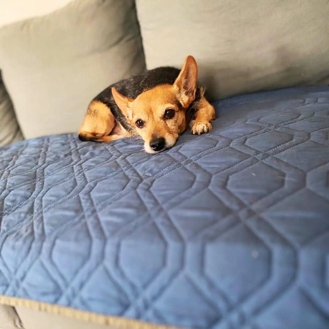Water-Resistant Furniture and Bed Blanket OnePaw Dog Company
