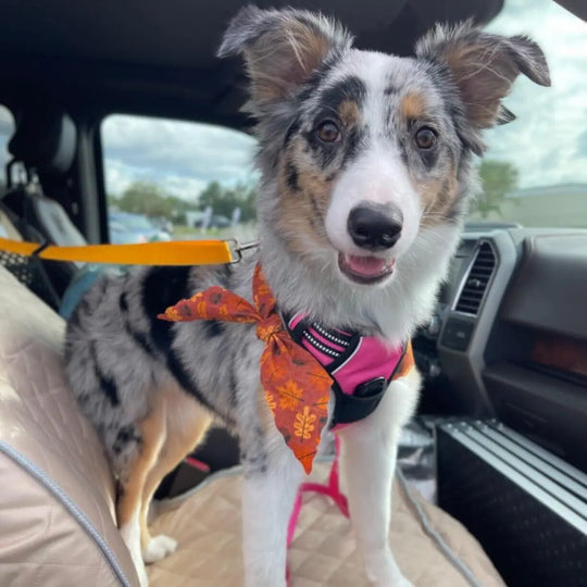 Adjustable Clip-In Dog Seat Belt One Paw Dog Company