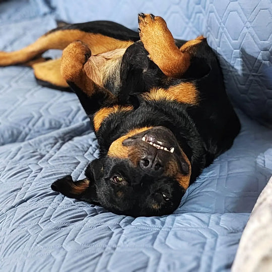 Water-Resistant Furniture and Bed Blanket OnePaw Dog Company