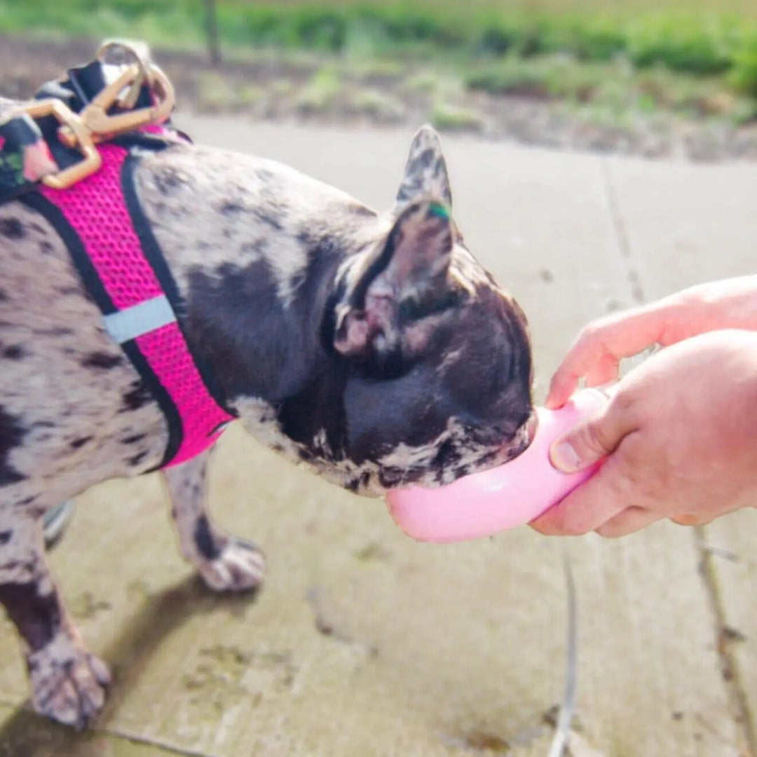 Portable 3-1 Dog Water Bottle Dog water bottle BonaceBoutique