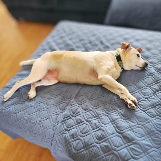 Water-Resistant Furniture and Bed Blanket OnePaw Dog Company