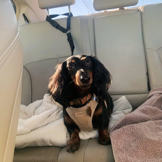 Adjustable Clip-In Dog Seat Belt One Paw Dog Company