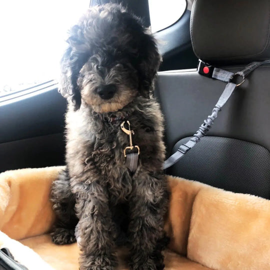 Adjustable Clip-In Dog Seat Belt One Paw Dog Company