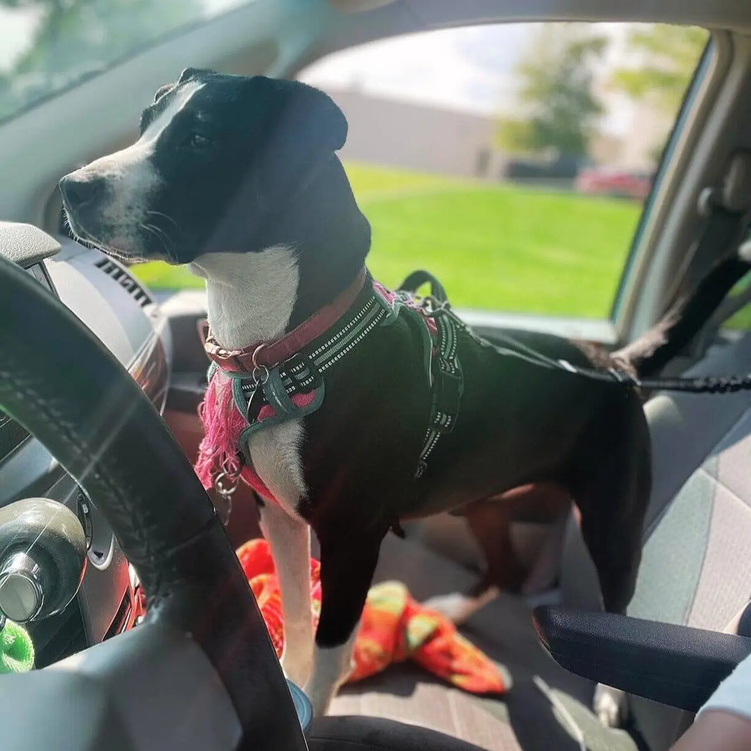Adjustable Clip-In Dog Seat Belt One Paw Dog Company