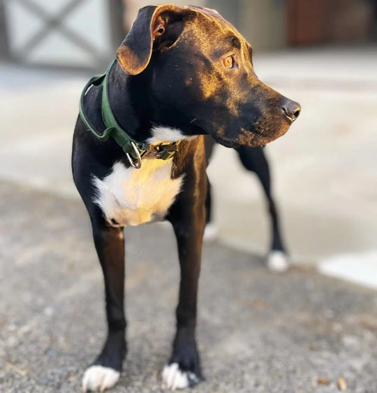 Multi Color Collar With Control Handle OnePaw Dog Company