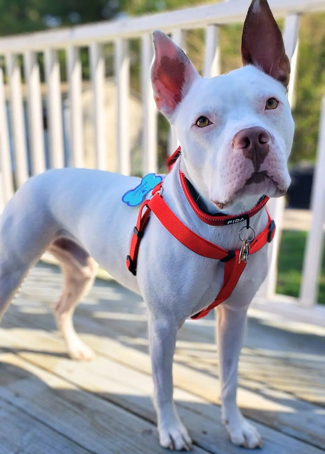 Adjustable Nylon Harness OnePaw Dog Company