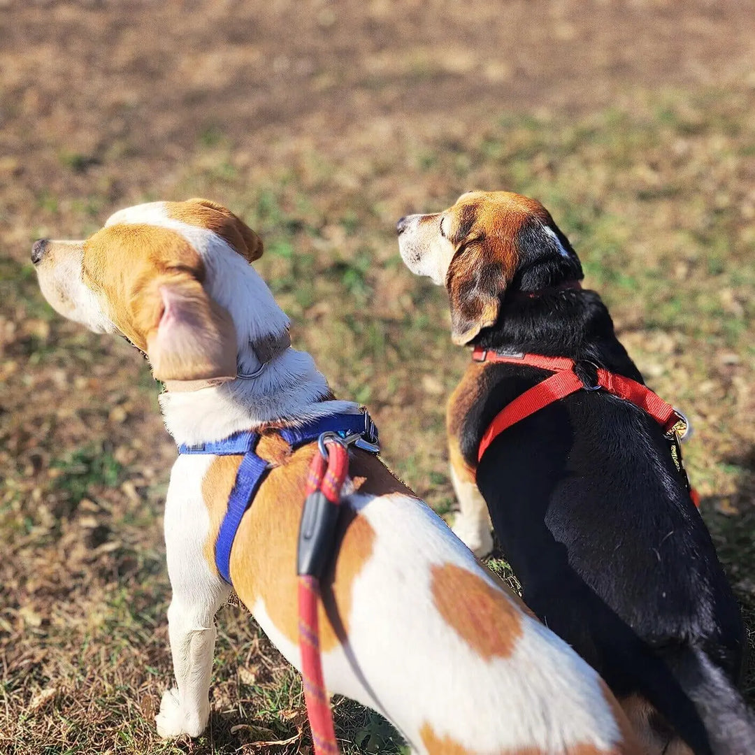 Adjustable Nylon Harness OnePaw Dog Company