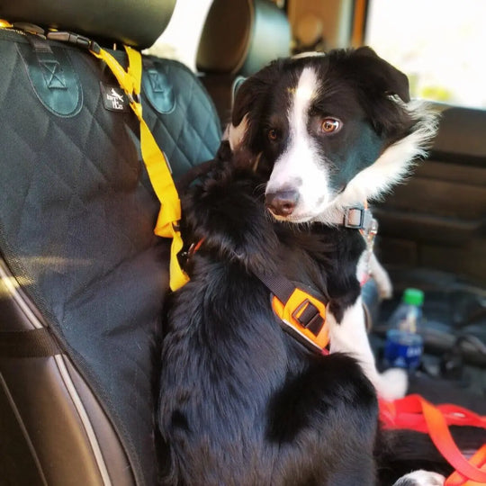 Adjustable Clip-In Dog Seat Belt One Paw Dog Company