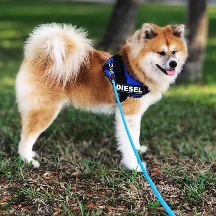 Nylon Rope Leash OnePaw Dog Company