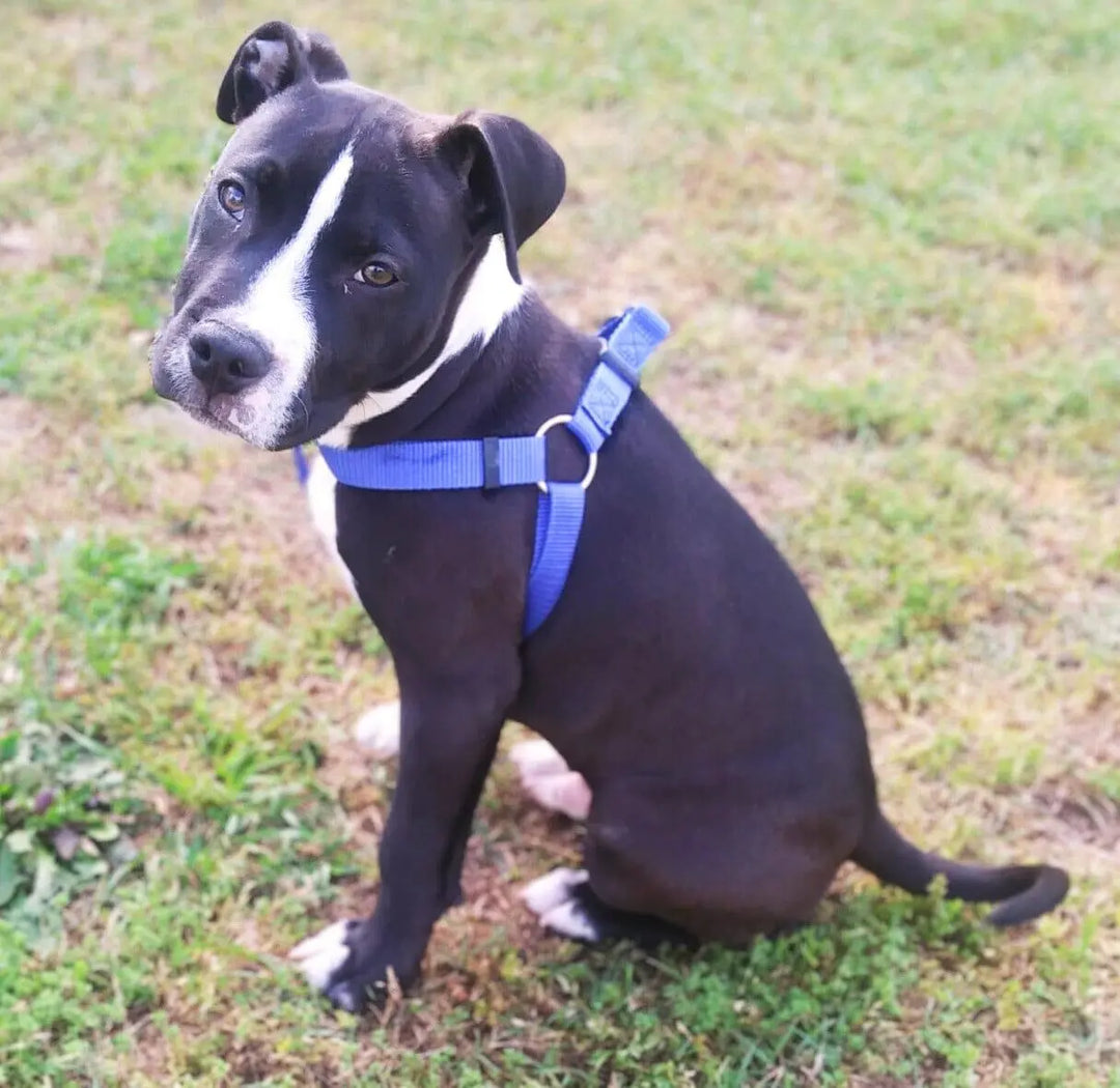 Adjustable Nylon Harness OnePaw Dog Company