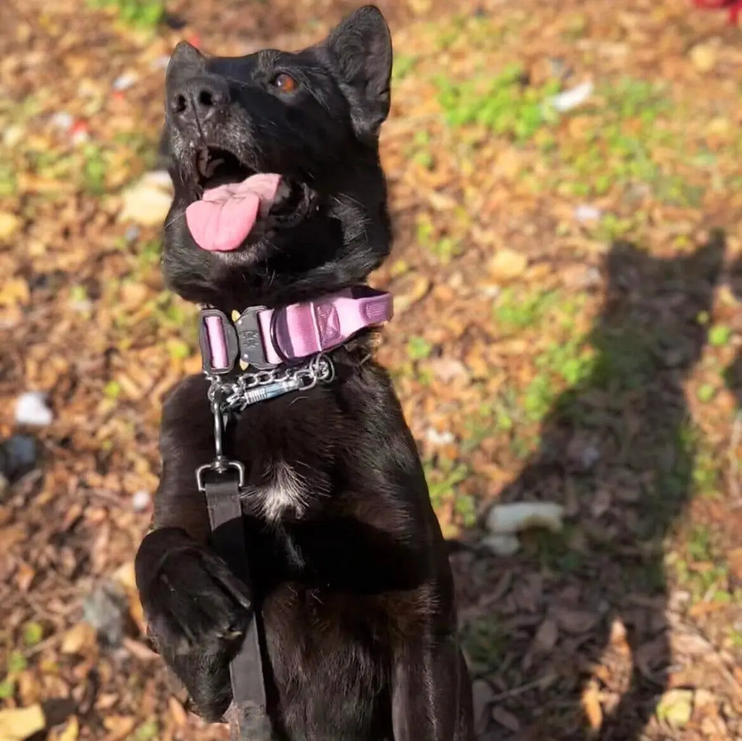 Multi Color Collar With Control Handle OnePaw Dog Company