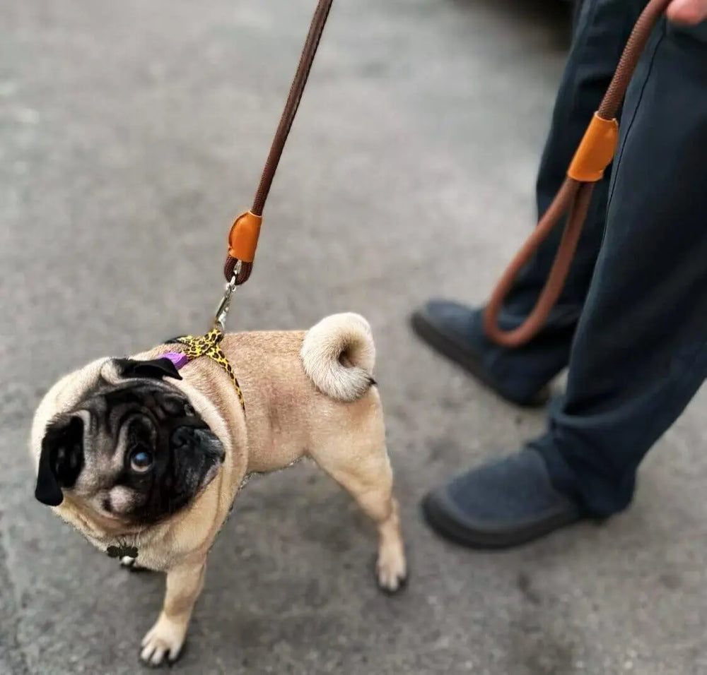 Nylon Rope Leash OnePaw Dog Company