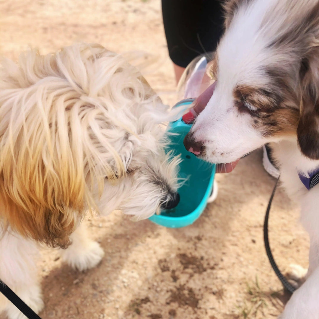 Portable 3-1 Dog Water Bottle Dog water bottle BonaceBoutique
