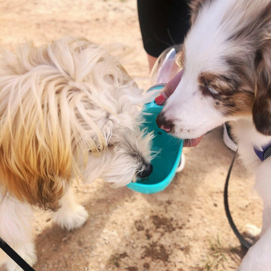 Portable 3-1 Dog Water Bottle Dog water bottle BonaceBoutique