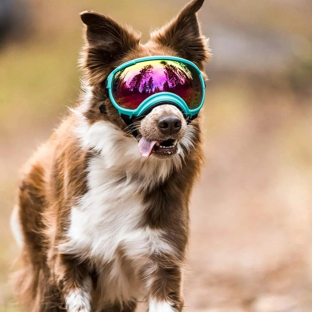 Anti UV Dog Goggles OnePaw Dog Company
