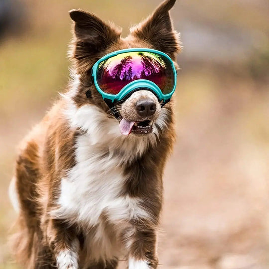 Anti UV Dog Goggles OnePaw Dog Company