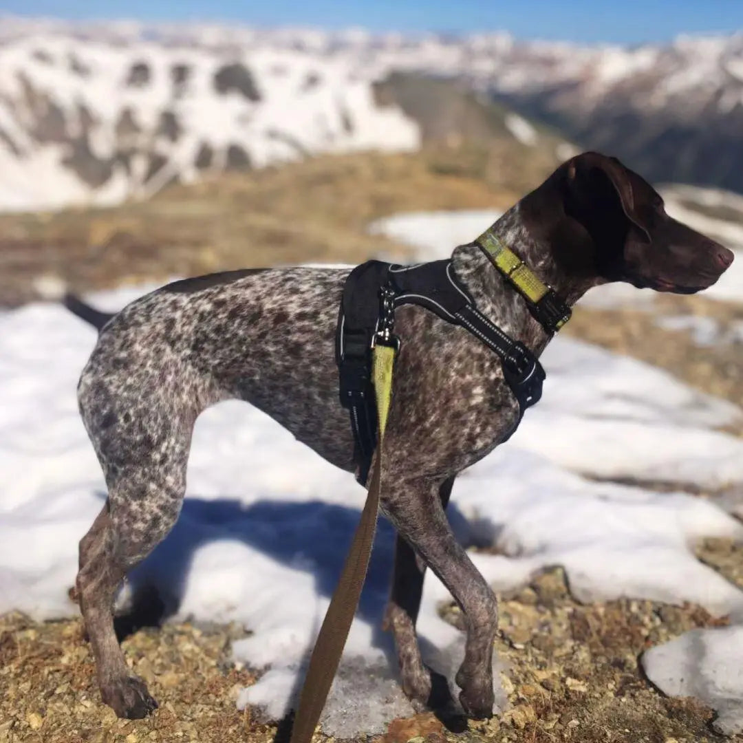 Easy-Walk No Pull Harness One Paw Dog Company