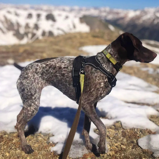 Easy-Walk No Pull Harness One Paw Dog Company