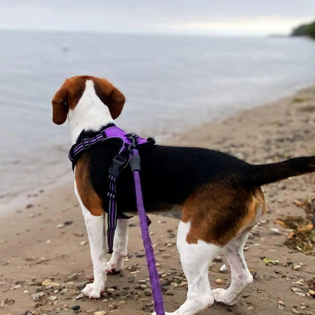 Easy-Walk No Pull Harness One Paw Dog Company