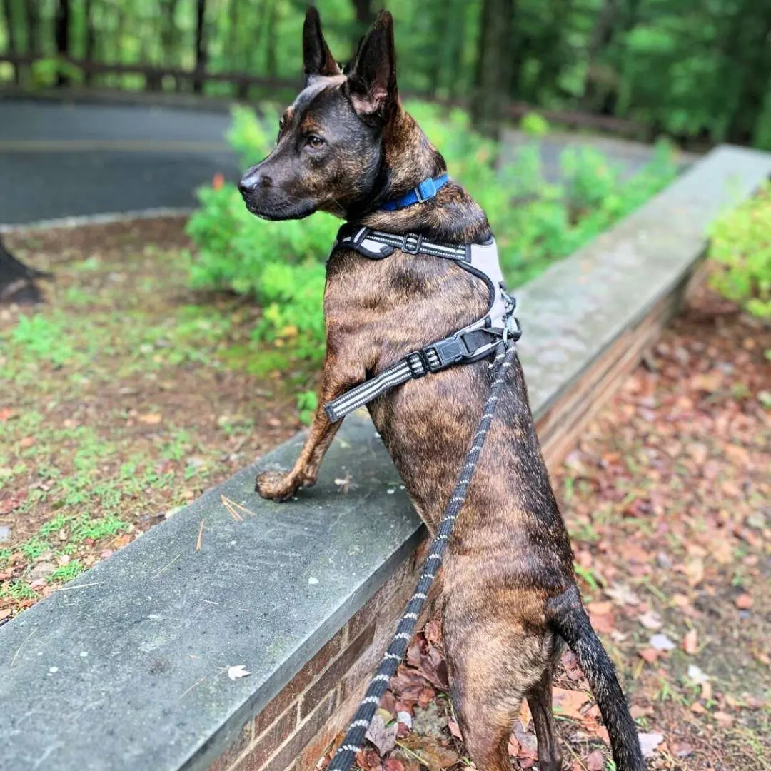 Easy-Walk No Pull Harness One Paw Dog Company