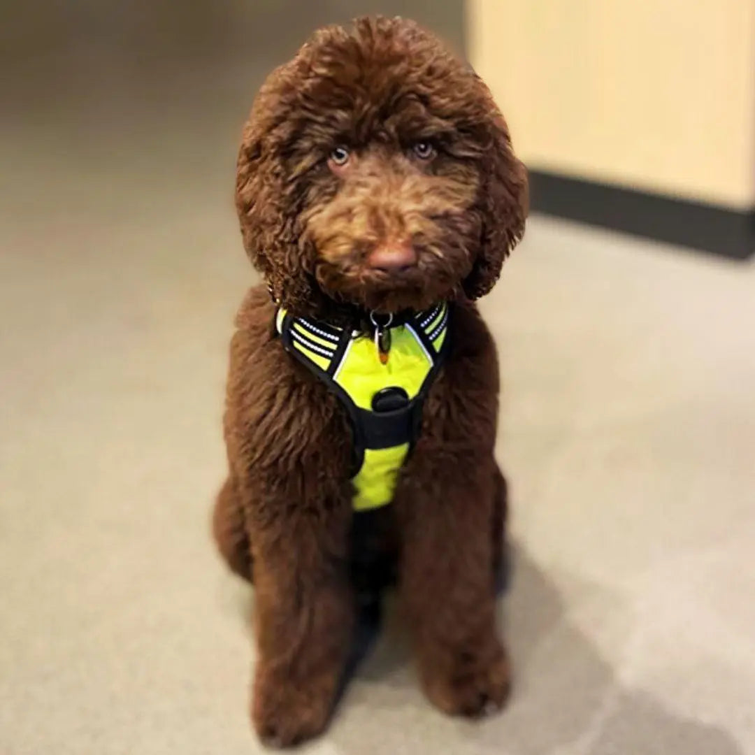 Easy-Walk No Pull Harness One Paw Dog Company