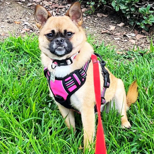 Easy-Walk No Pull Harness One Paw Dog Company