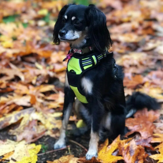 Easy-Walk No Pull Harness One Paw Dog Company