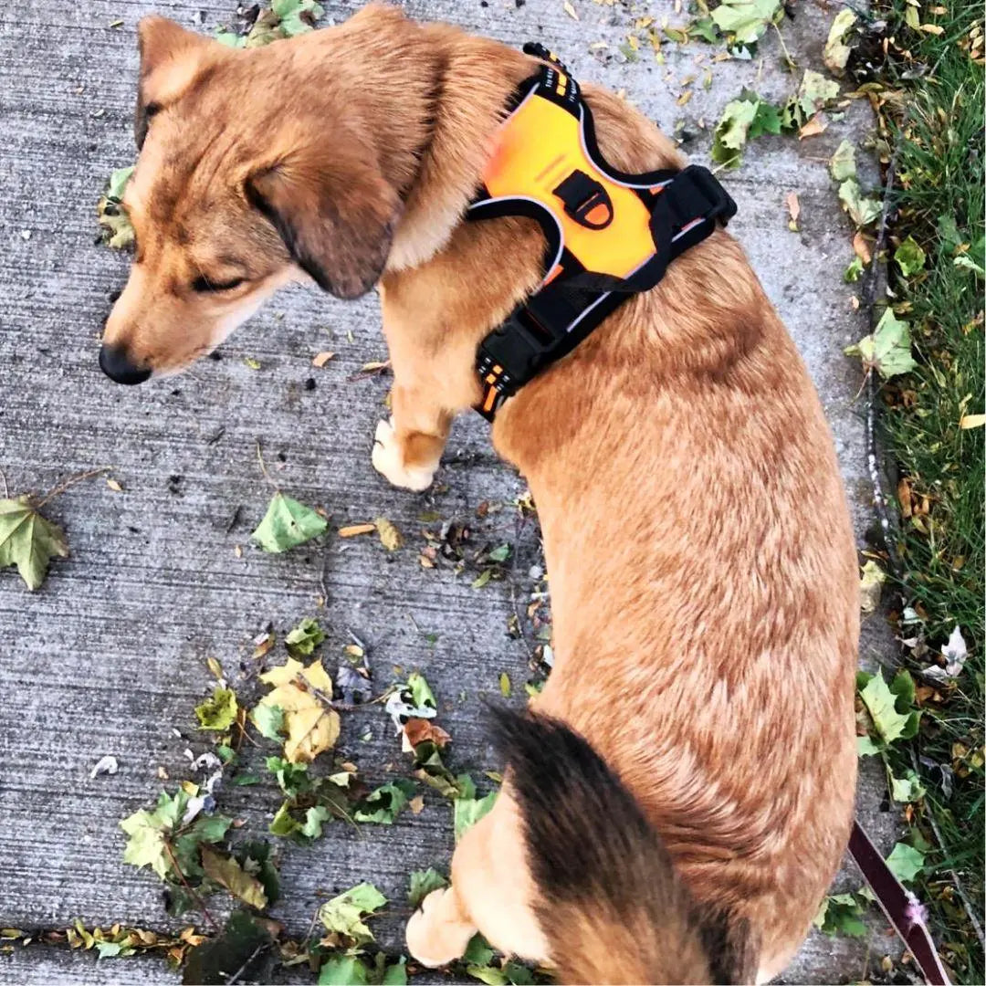 Easy-Walk No Pull Harness One Paw Dog Company