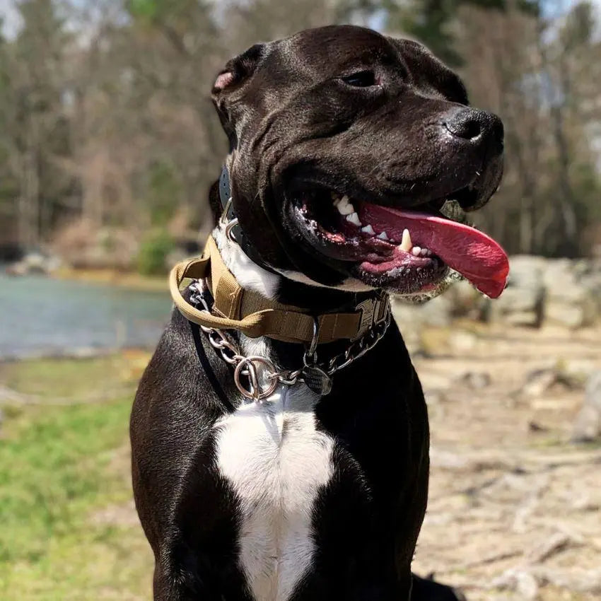 Tactical Collar With Control Handle BonaceBoutique