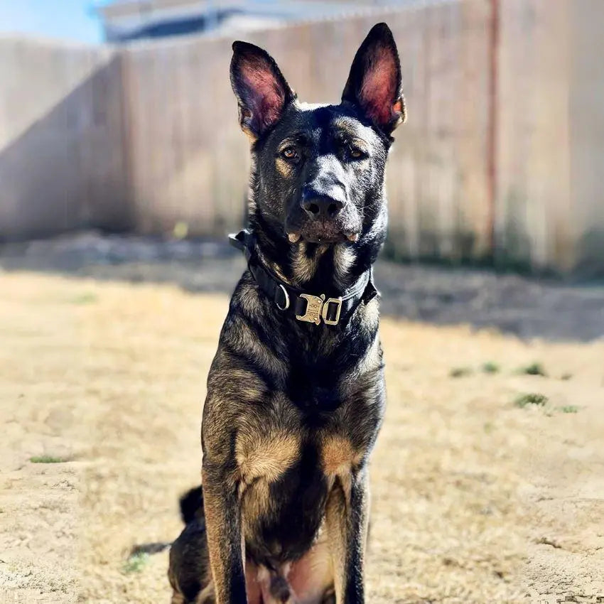 Tactical Collar With Control Handle BonaceBoutique