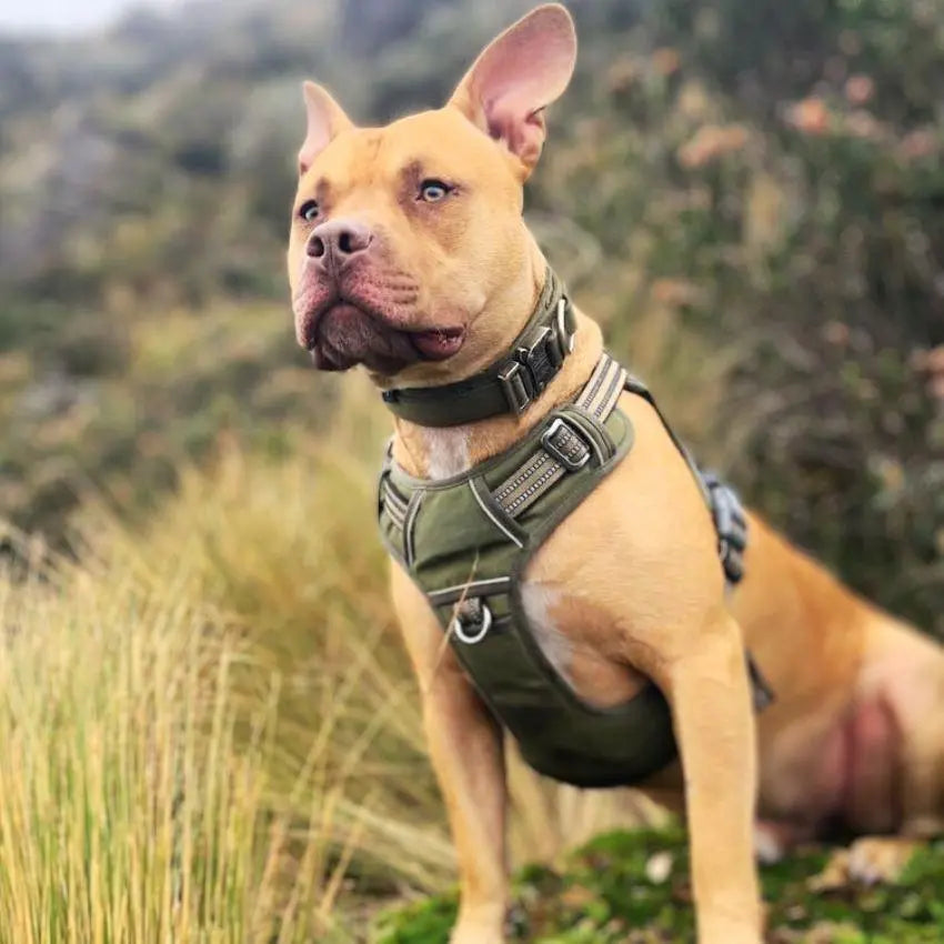 Tactical Collar With Control Handle BonaceBoutique