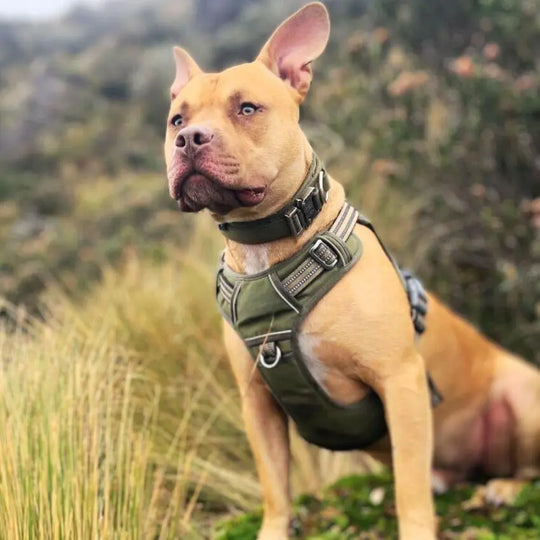 Tactical Collar With Control Handle BonaceBoutique