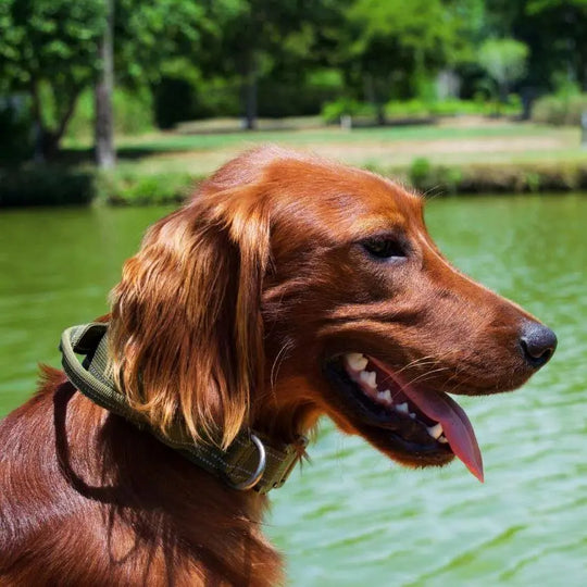 Tactical Collar With Control Handle BonaceBoutique