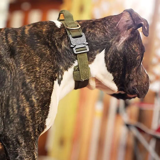 Tactical Collar With Control Handle BonaceBoutique