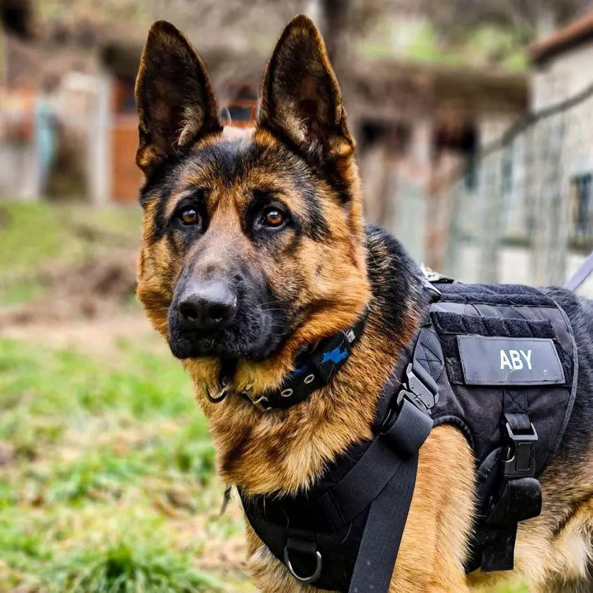 RECON Tactical Harness & Leash Set 0 BonaceBoutique