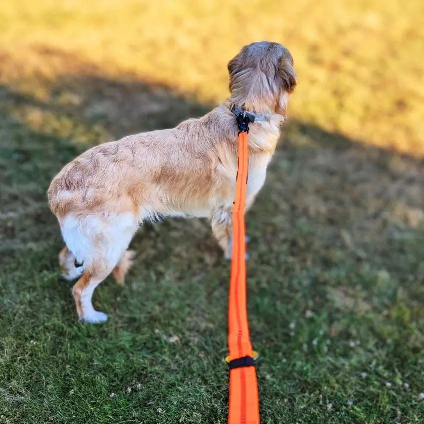 Heavy-Duty Bungee Leash With Metal Frog Clip OnePaw Dog Company