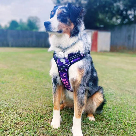 COMMANDER™ No-Pull Harness One Paw Dog Company