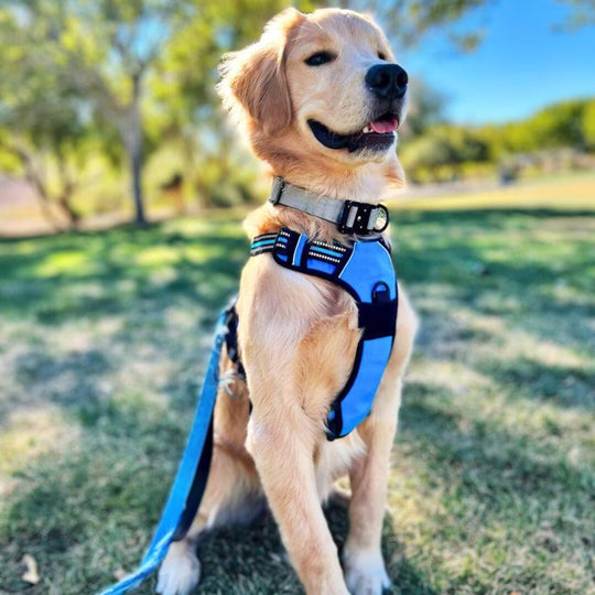 NAVIGATOR™ No-Pull Harness