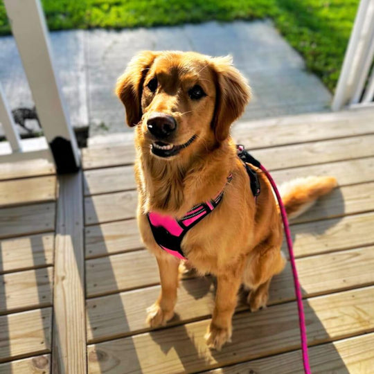 NAVIGATOR™ No-Pull Harness