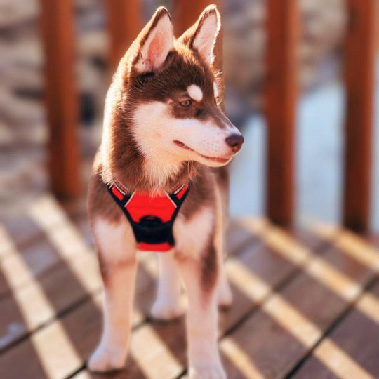 NAVIGATOR™ No-Pull Harness