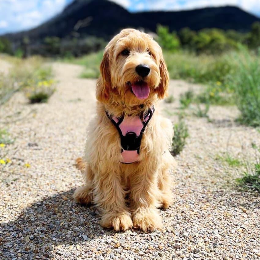 NAVIGATOR™ No-Pull Harness