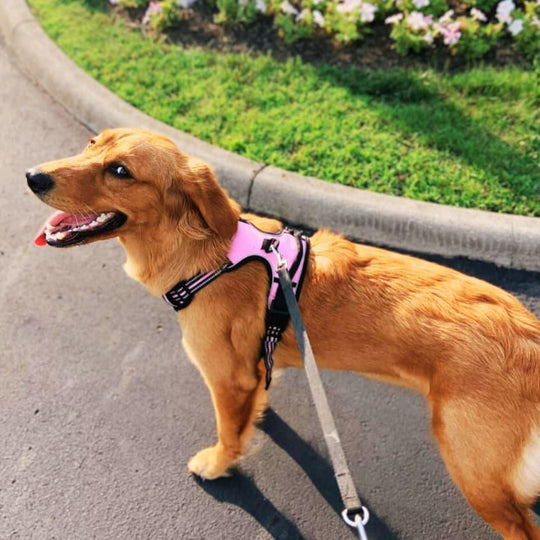 NAVIGATOR™ No-Pull Harness