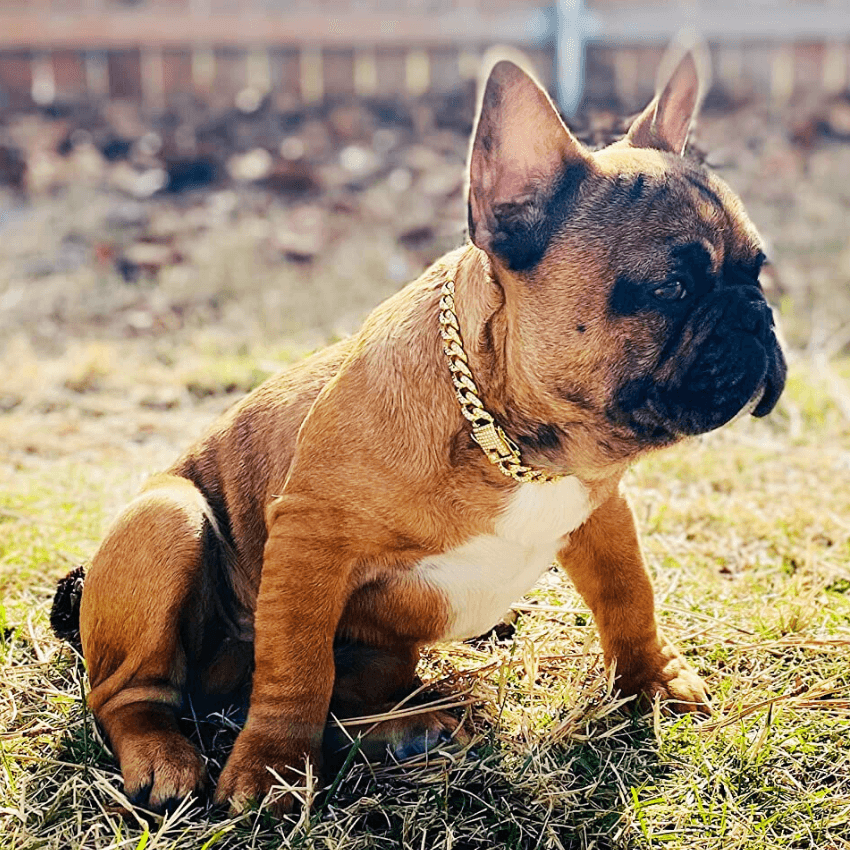Diamond Chain Collar