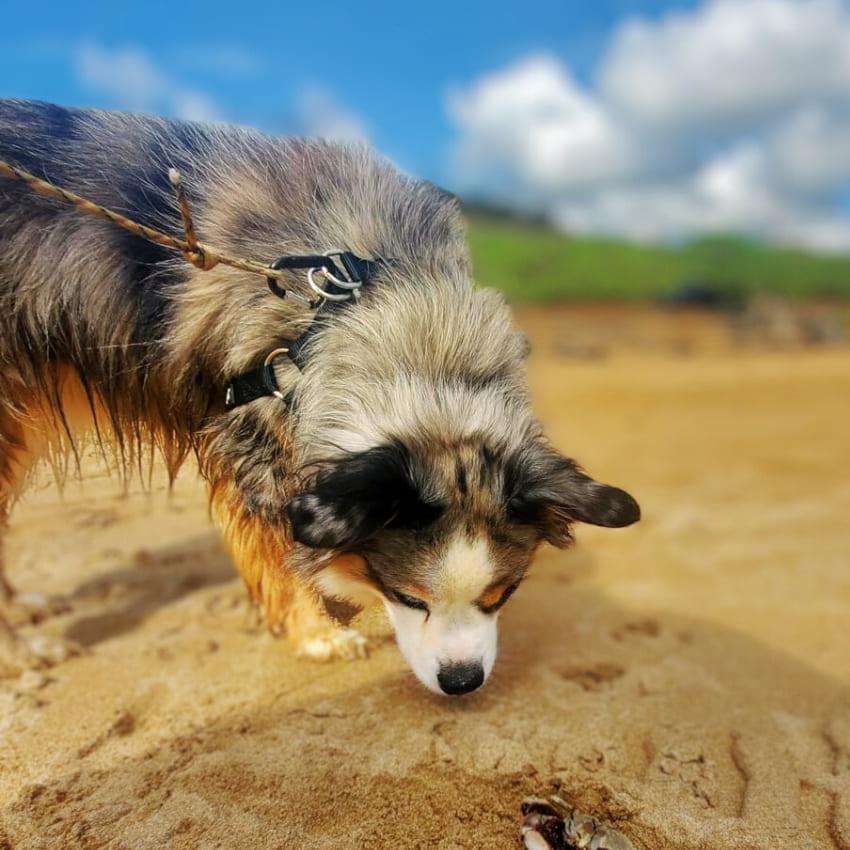 STRIDER™ Step-In Harness