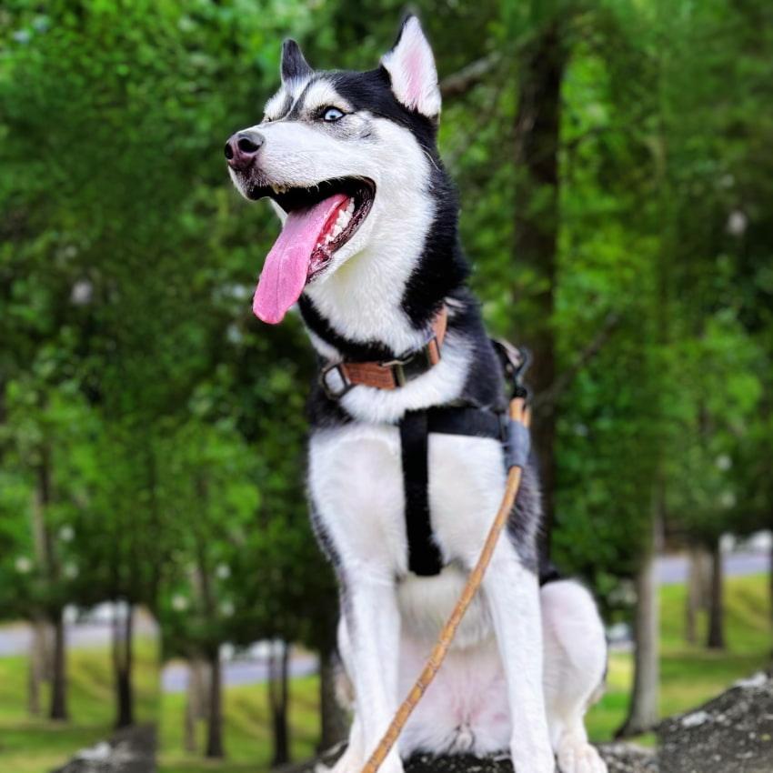 STRIDER™ Step-In Harness