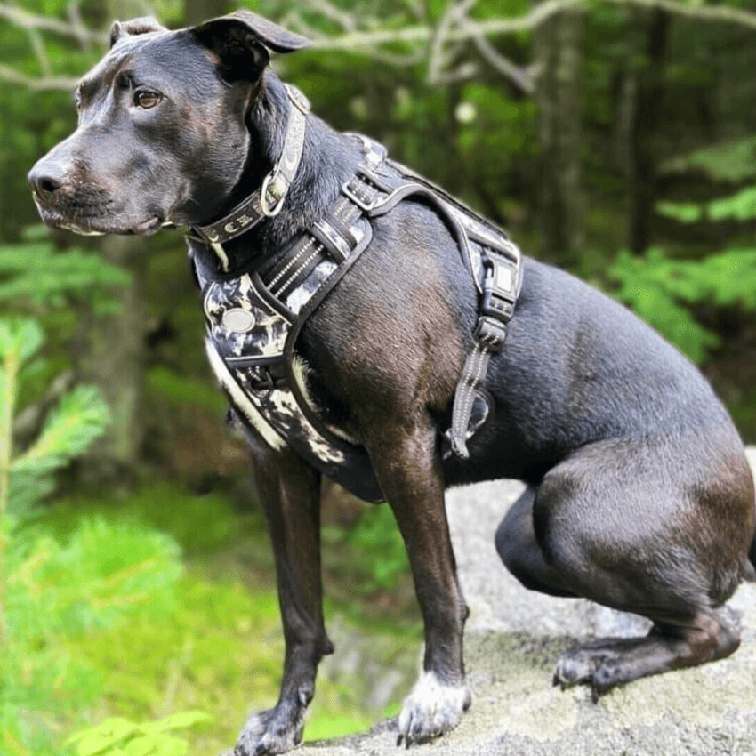 COMMANDER™ No-Pull Harness