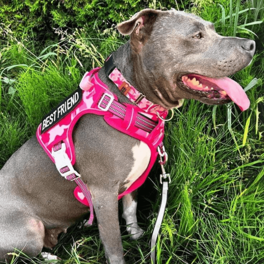 COMMANDER™ No-Pull Harness